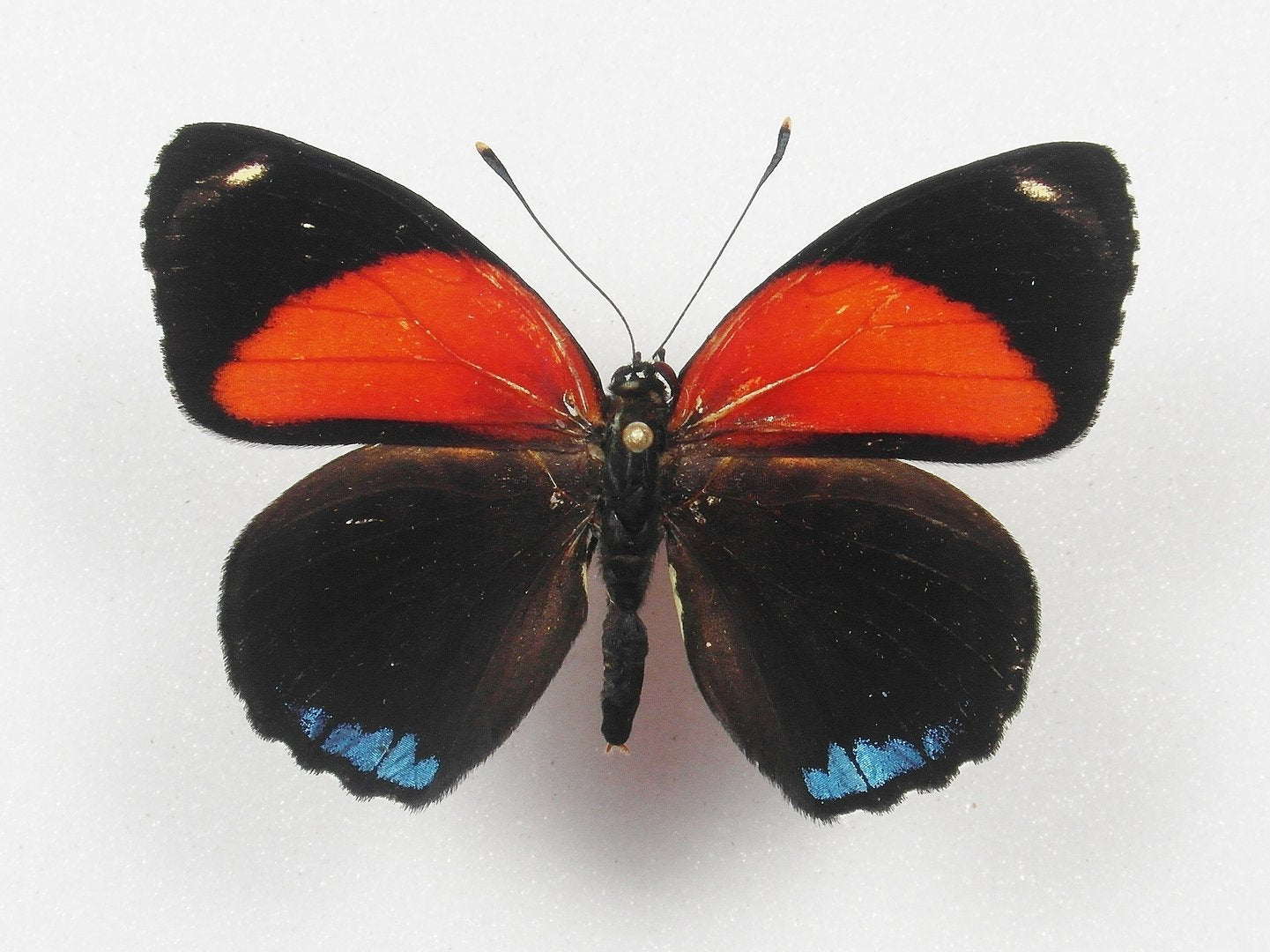 Callicore eunomia