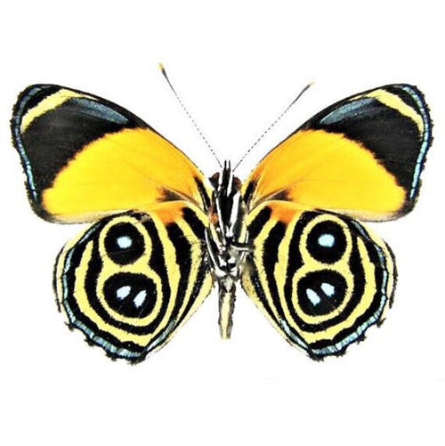 Callicore eunomia