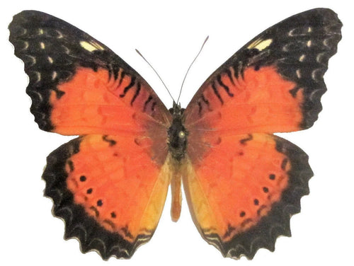 Cethosia biblis insularis