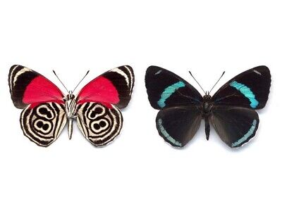 Diaethria clymena Cramer's 88