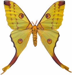 Argema Mittrei (F)