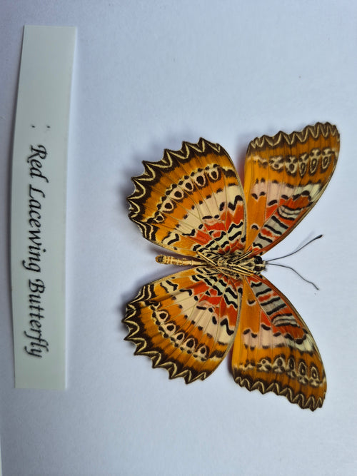 Cethosia biblis insularis